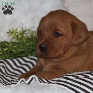Ginger, Fox Red Labrador Retriever Puppy